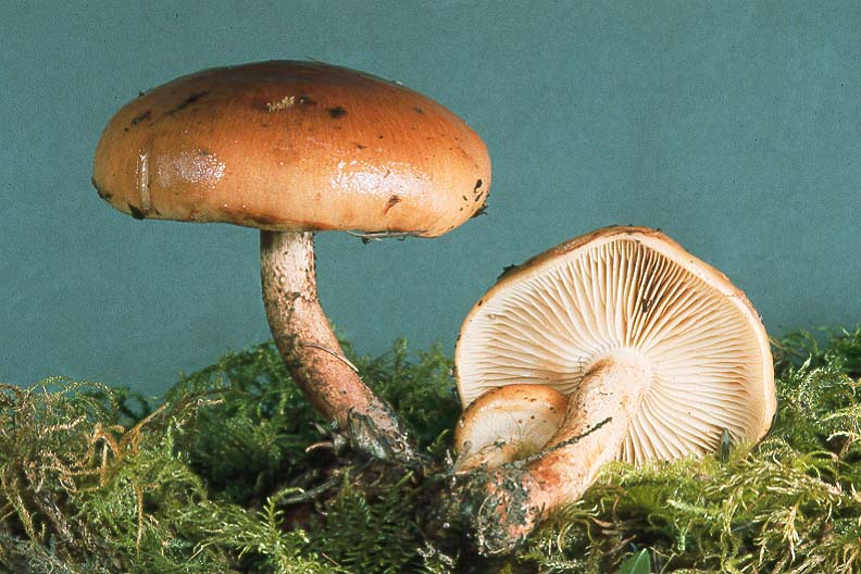 Pholiota lenta